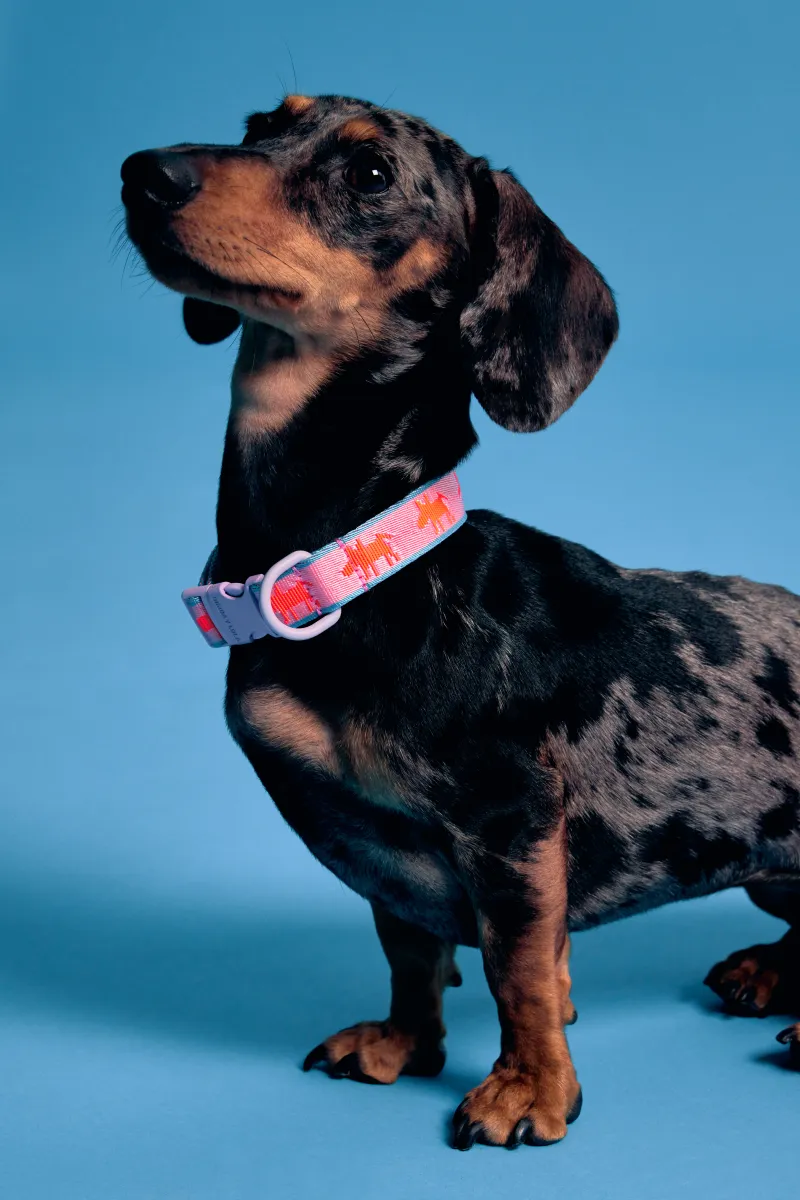 Bimba Mascotas Shopify